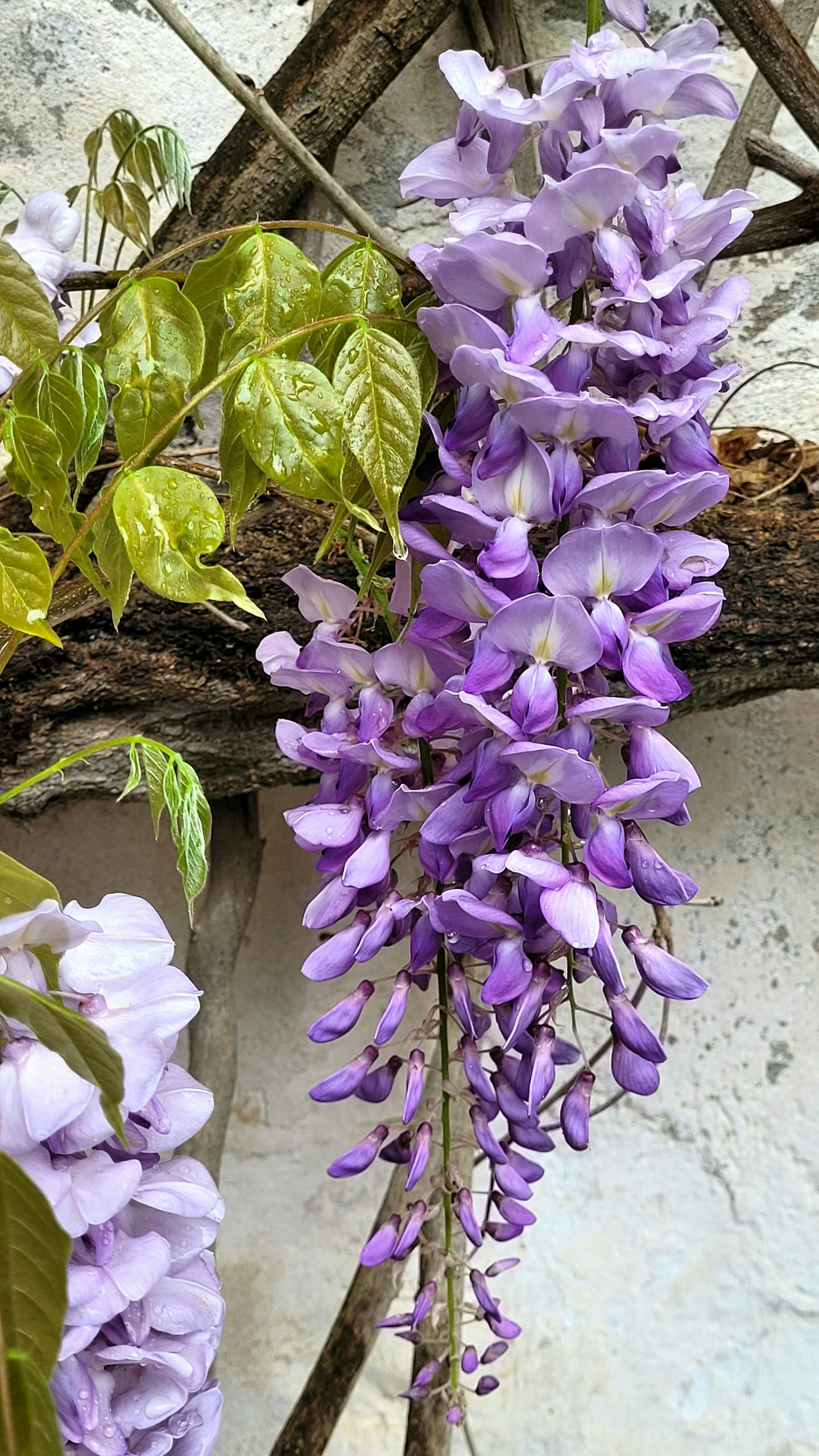 Close-up image of beautiful purple wisteria flowers cascading from a vine.