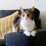 Adorable calico cat relaxing on a sofa indoors with a yellow pillow, peaceful ambiance.